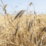 Blat forment - Imagen 5