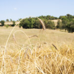 Blat forment - Imagen 4