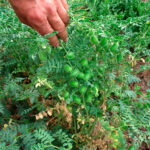 Cigró d'Oristà - Imagen 2