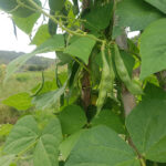 Mongeta afartapobres - Imagen 2