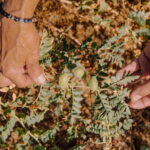 Cigró d'Oristà - Imagen 3