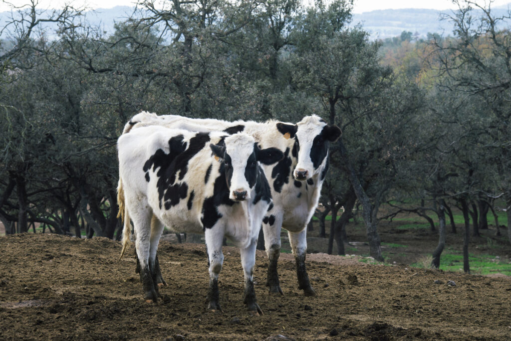 Garduixeres_05