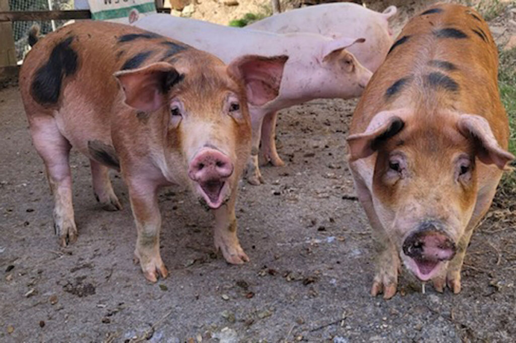 PORCS